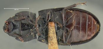 Media type: image;   Entomology 24480 Aspect: habitus ventral view